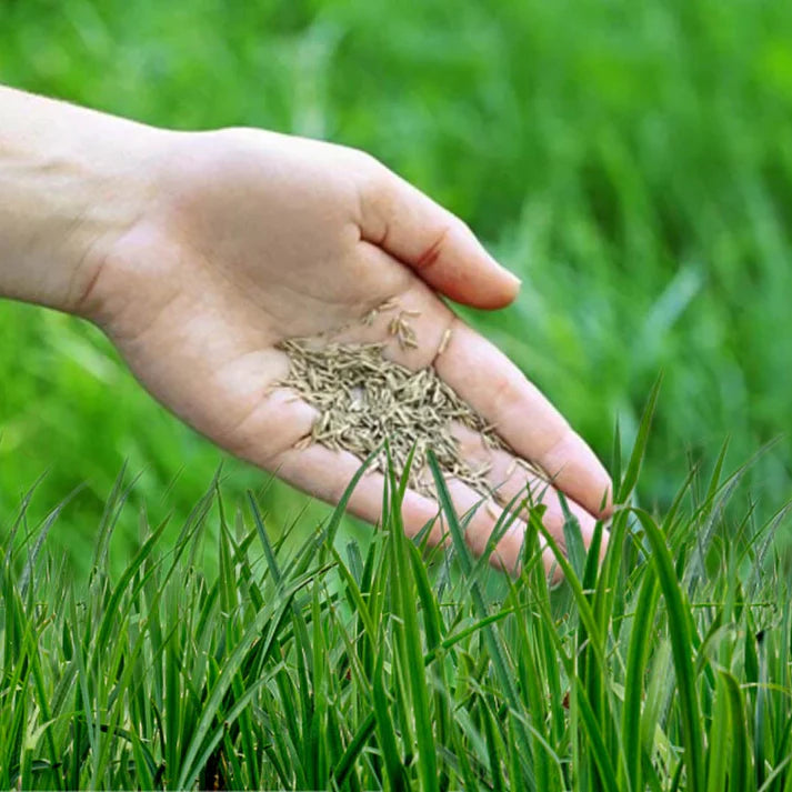Royal Grass Seeds
