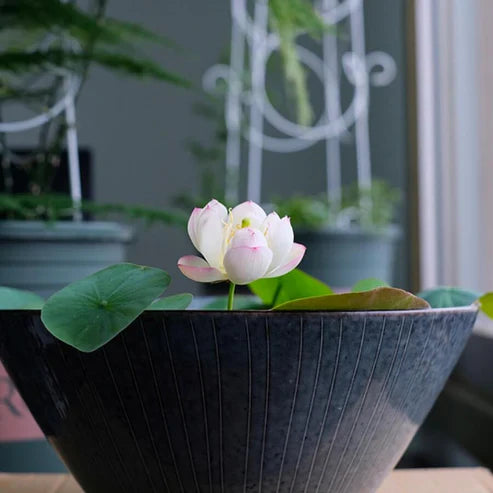 potting lotus plants Bowl Lotus Seeds