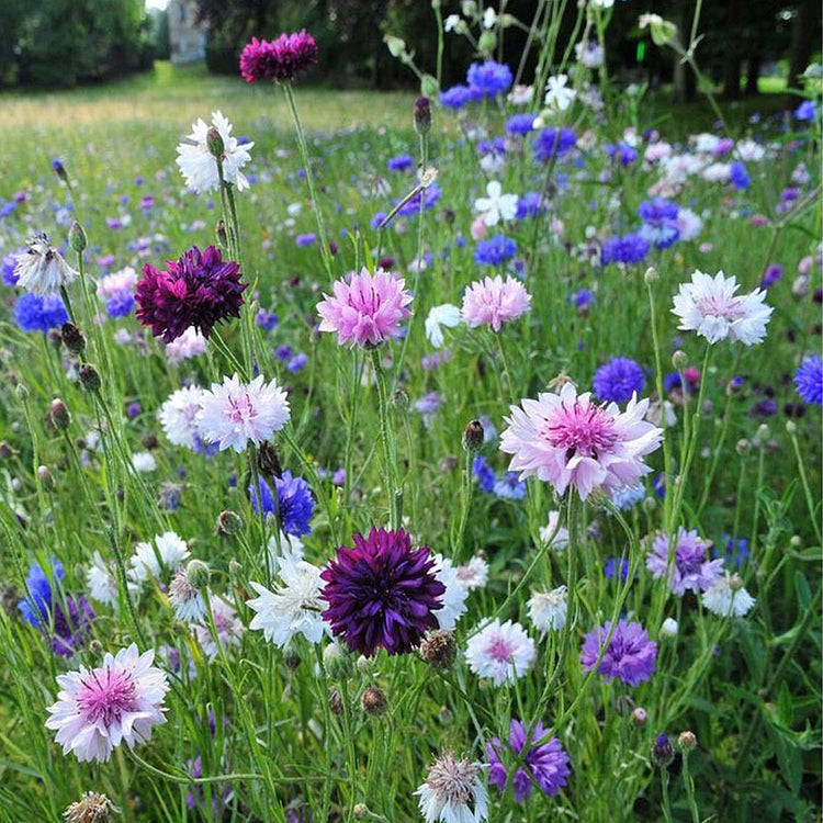 Bachelor Button Seeds