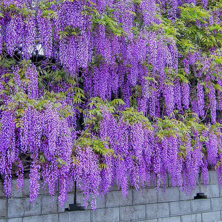 Wisteria Seeds