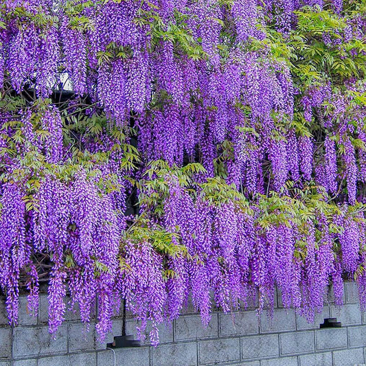 Wisteria Seeds