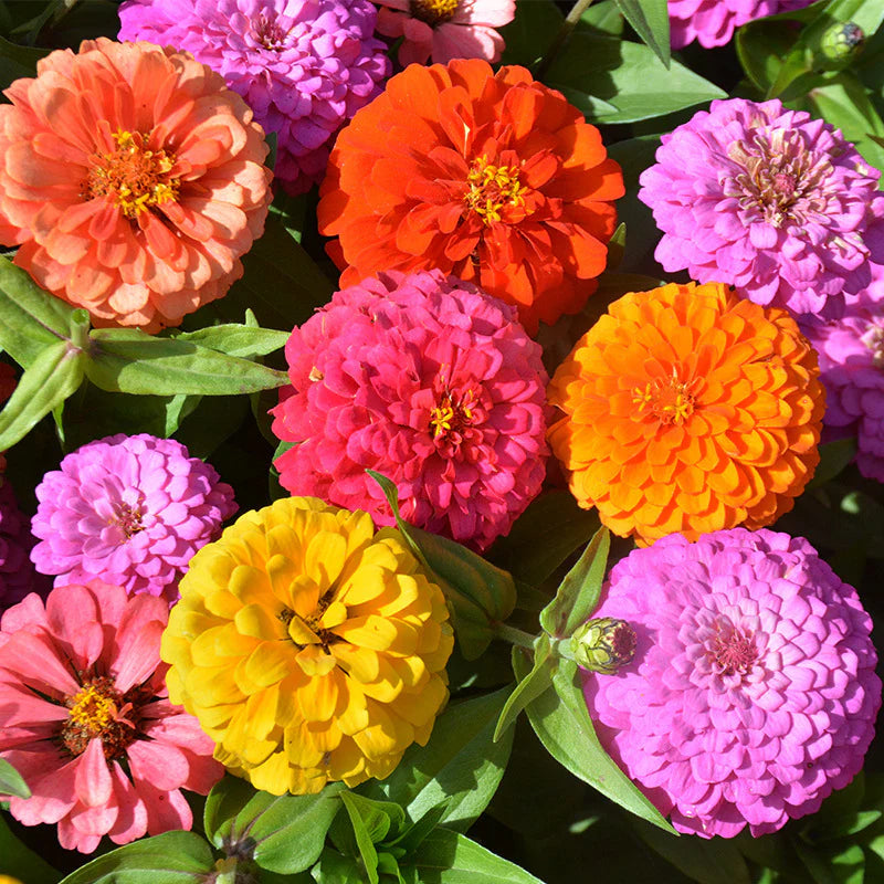 Zinnia Seeds