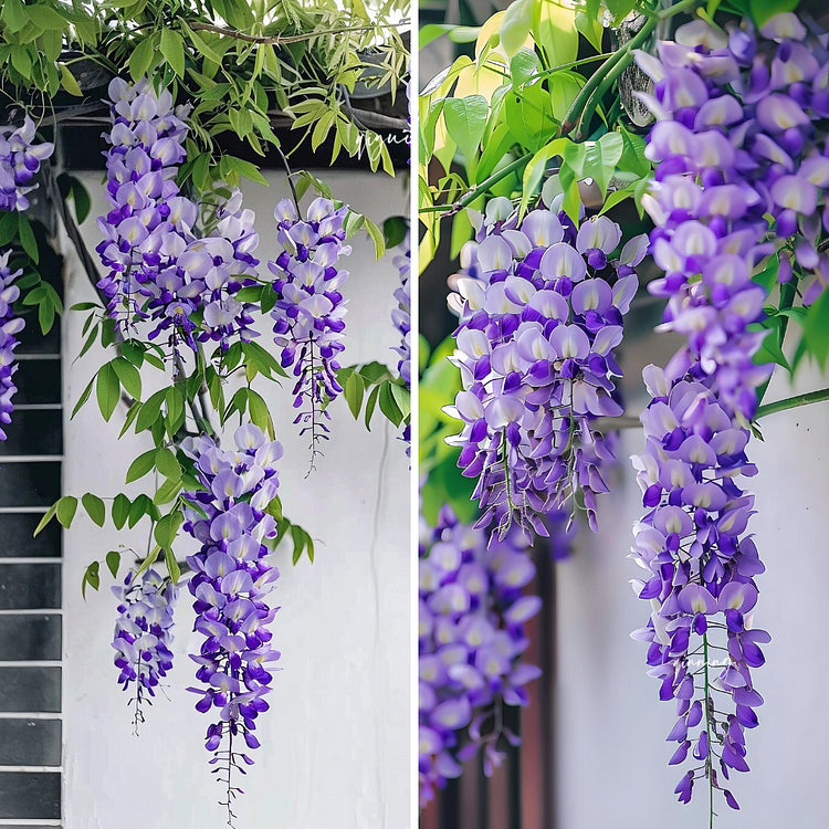 Wisteria Seeds