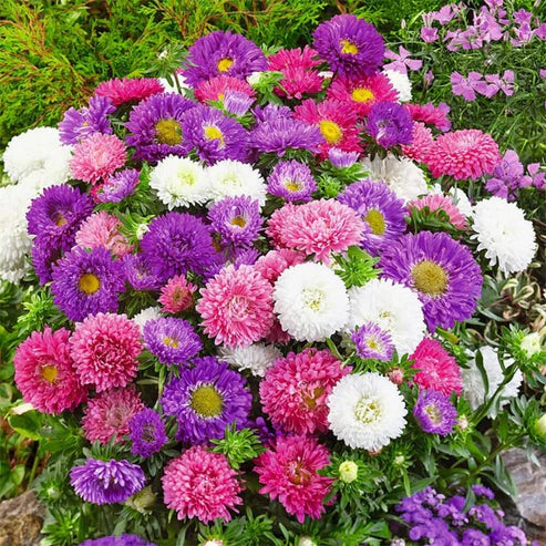 Chinese Aster Seeds