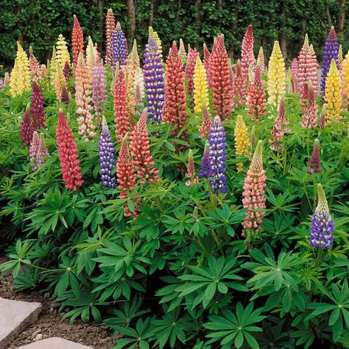 Lupine Seeds