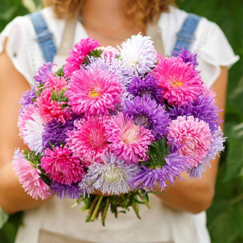 Chinese Aster Seeds