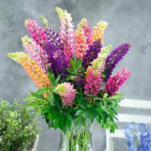 Lupine Seeds
