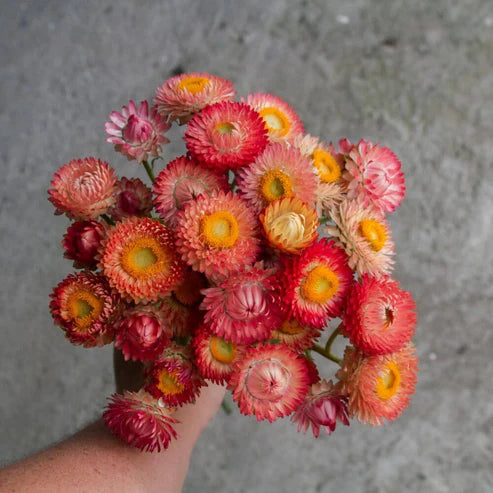 Strawflower Seeds
