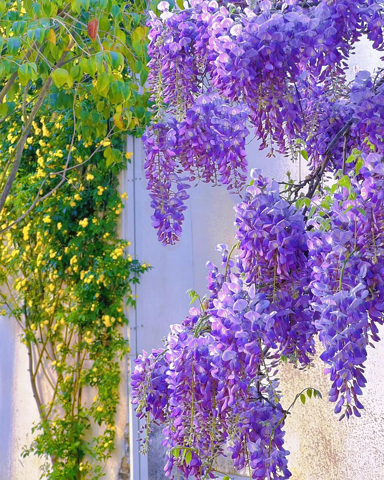 Wisteria Seeds