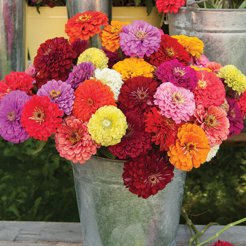 Zinnia Seeds