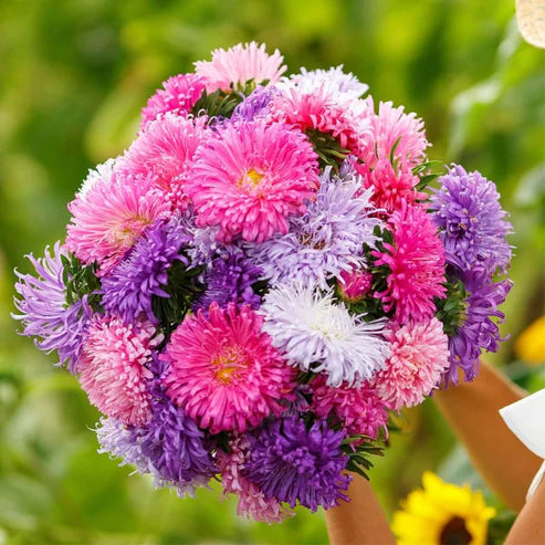 Chinese Aster Seeds