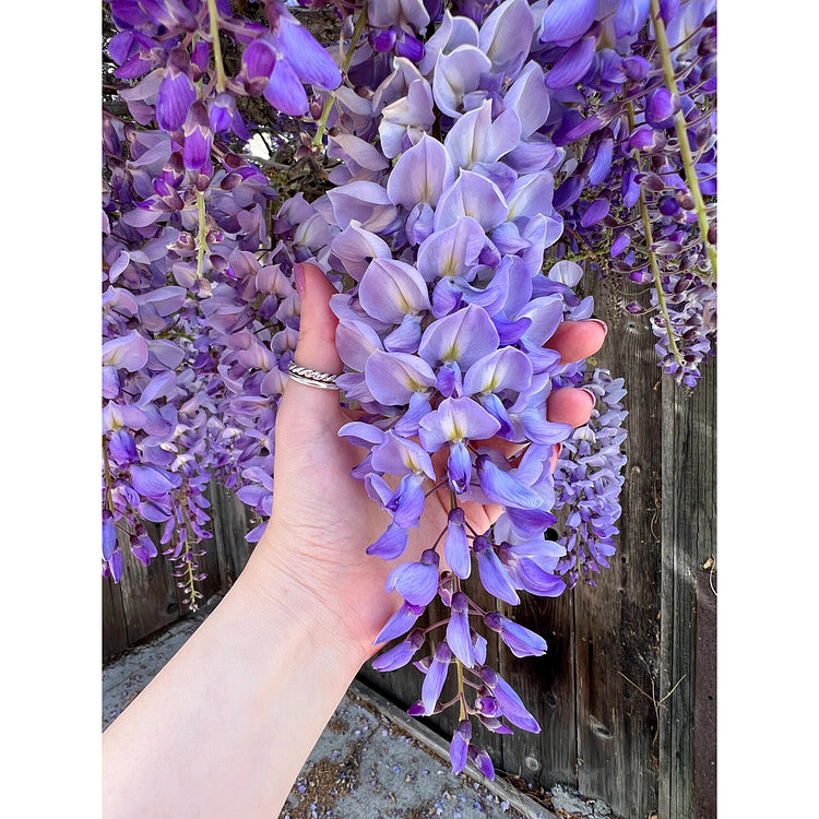 Wisteria Seeds