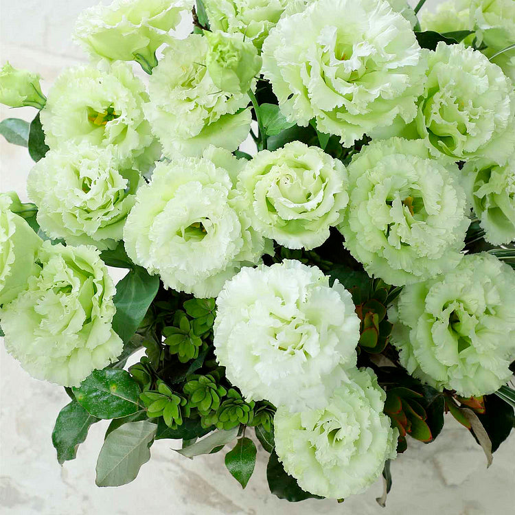 Thornless Rose Seeds