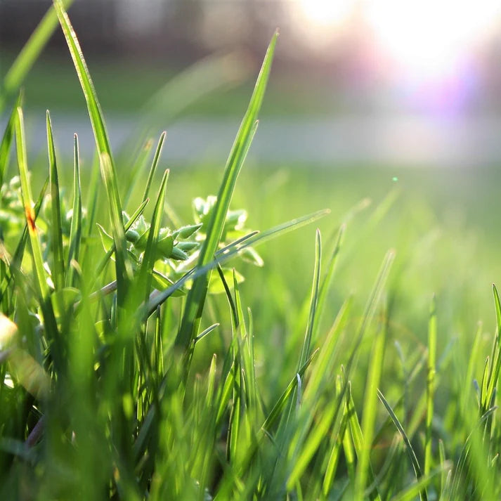Royal Grass Seeds