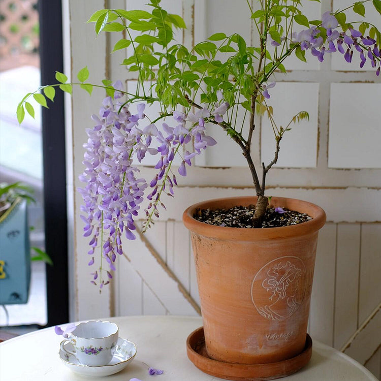 Wisteria Seeds
