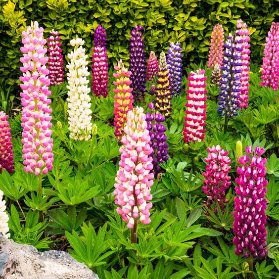 Lupine Seeds