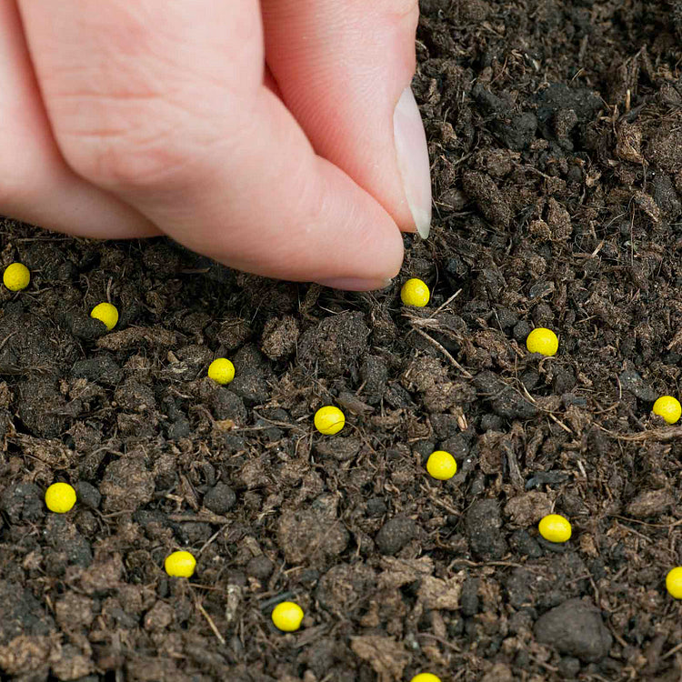 Thornless Rose Seeds