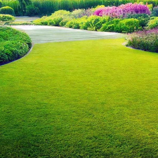 Royal Grass Seeds