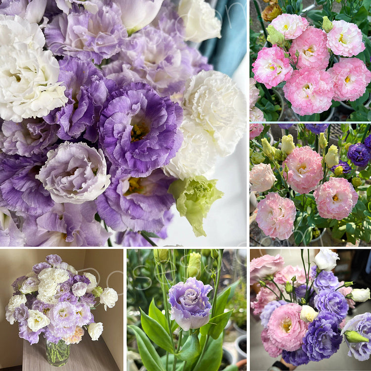 thornless roses seeds Thornless Rose Seeds