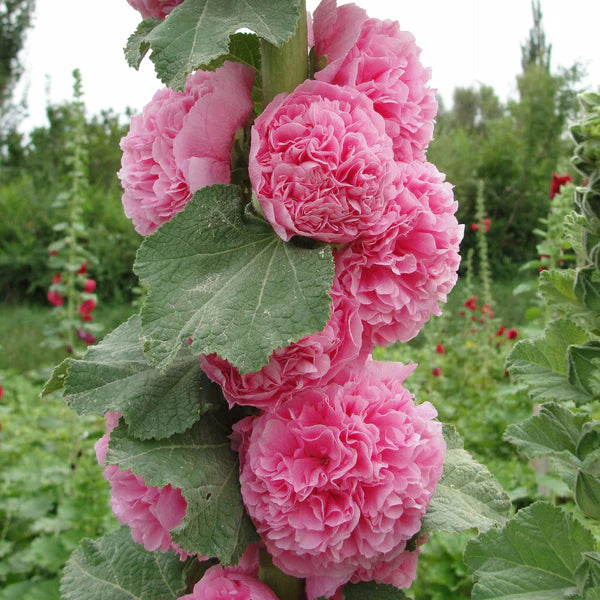 Double Flowered Hollyhock Seeds