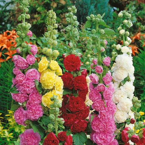 Double Flowered Hollyhock Seeds