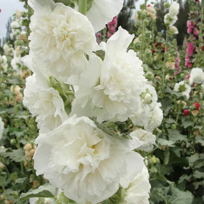 Double Flowered Hollyhock Seeds