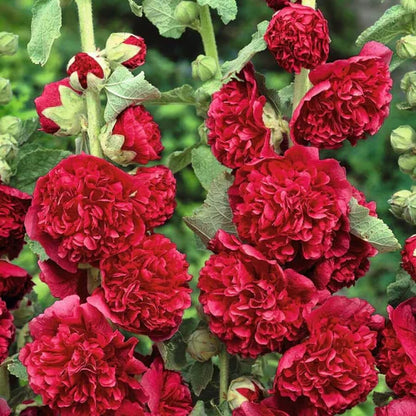 Double Flowered Hollyhock Seeds