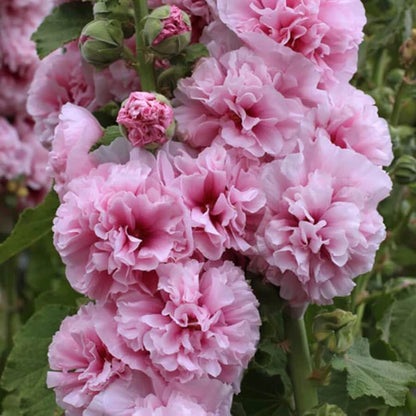 Double Flowered Hollyhock Seeds