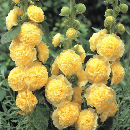 Double Flowered Hollyhock Seeds