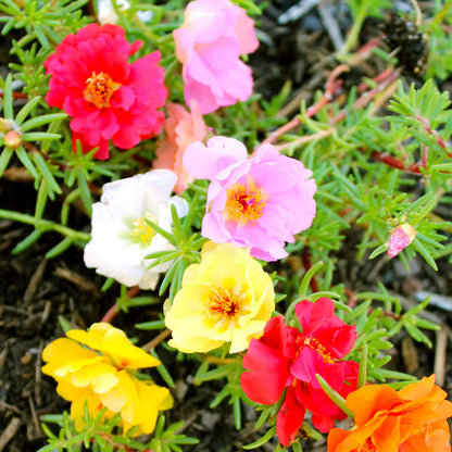 Moss Rose Seeds (Mix)