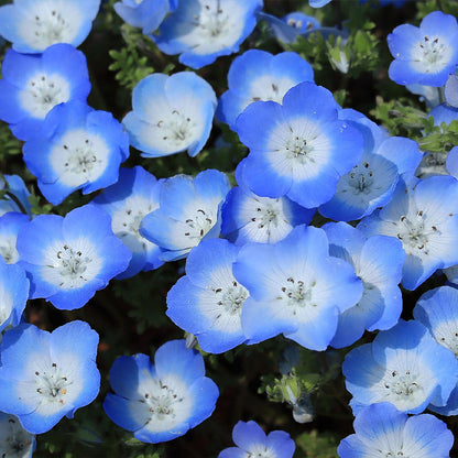 Baby Blue Eyes Seeds