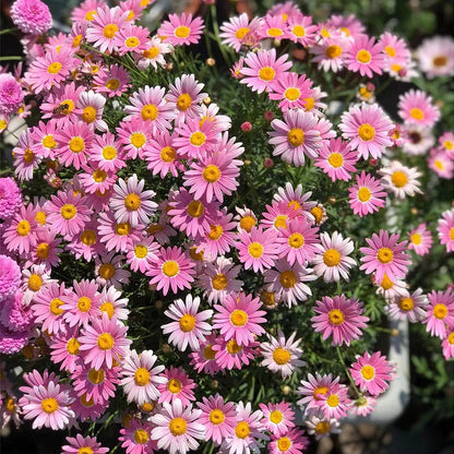 Insect Killer: Mixed Color Pyrethrum Seeds