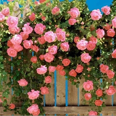 Crestation Roses Climbing Rose Seeds