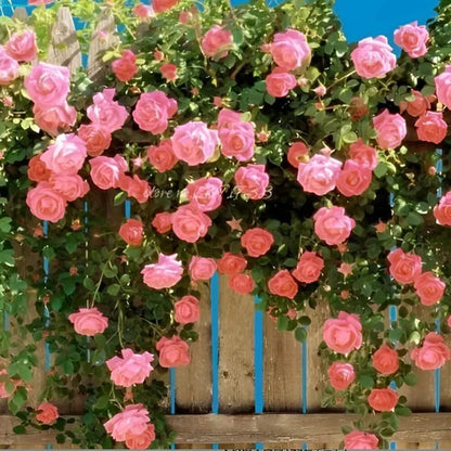 Climbing Rose Seeds