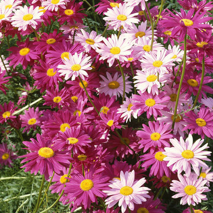 Insect Killer: Mixed Color Pyrethrum Seeds