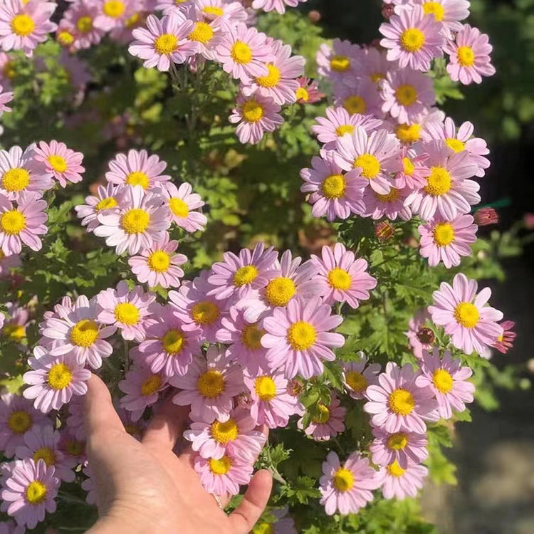 Insect Killer: Mixed Color Pyrethrum Seeds