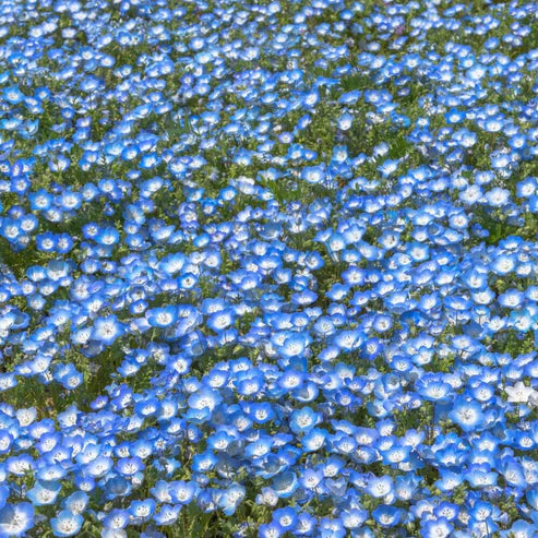 Baby Blue Eyes Seeds