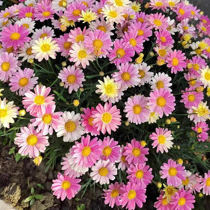 Insect Killer: Mixed Color Pyrethrum Seeds