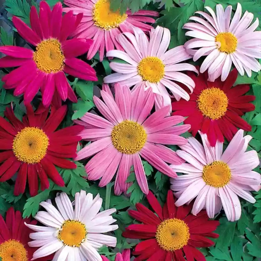 Insect Killer: Mixed Color Pyrethrum Seeds