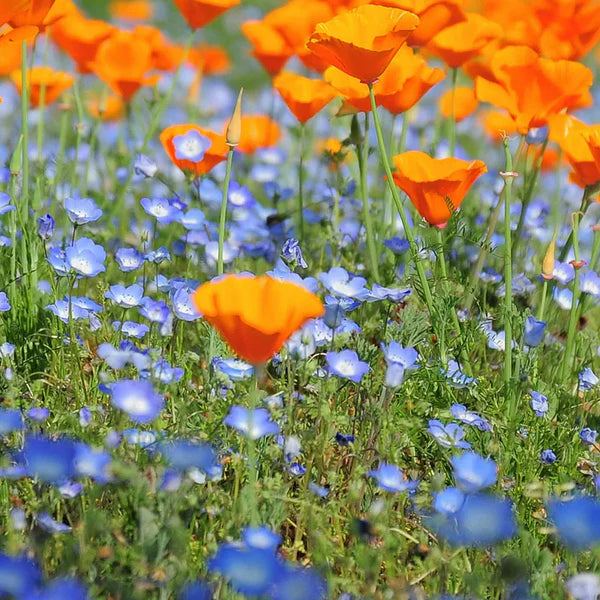 Baby Blue Eyes Seeds