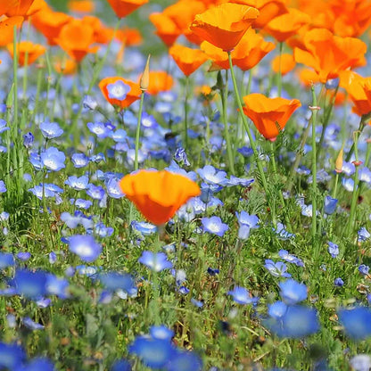 Baby Blue Eyes Seeds