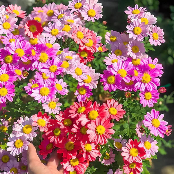 Insect Killer: Mixed Color Pyrethrum Seeds