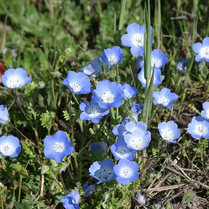 Baby Blue Eyes Seeds