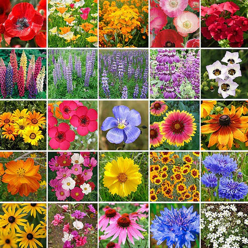 Mixed Wild Flower Seeds