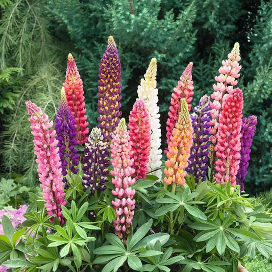 Lupine Seeds