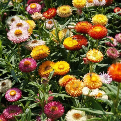 Strawflower Seeds (Mix)