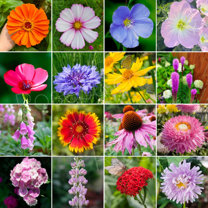 wildflower seeds per acre Wildflower Seed Mix
