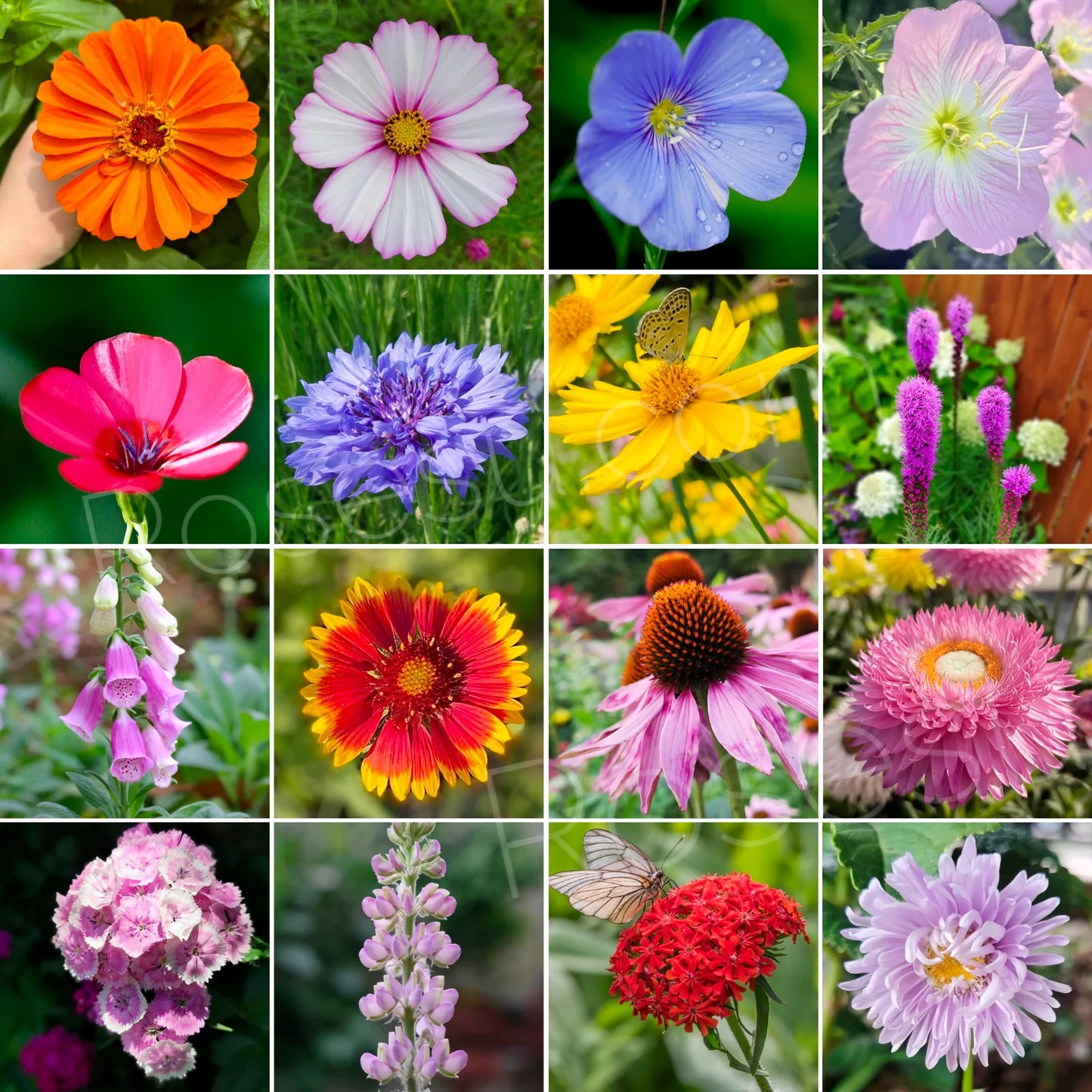 Mixed Wild Flower Seeds