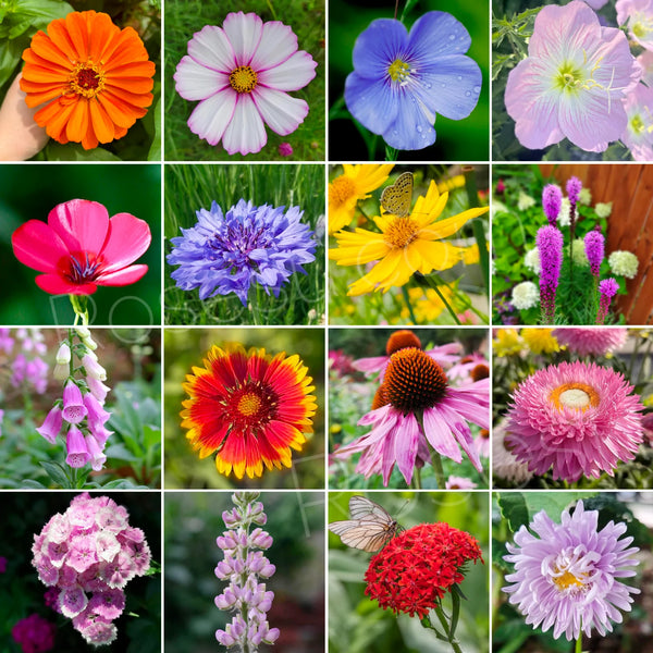 wild garden seed mix Wildflower Seed Mix