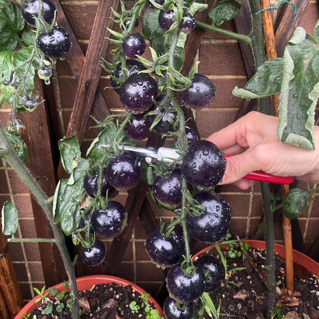 Black Pearl Cherry Tomato Seeds (Non-GMO Heirloom)